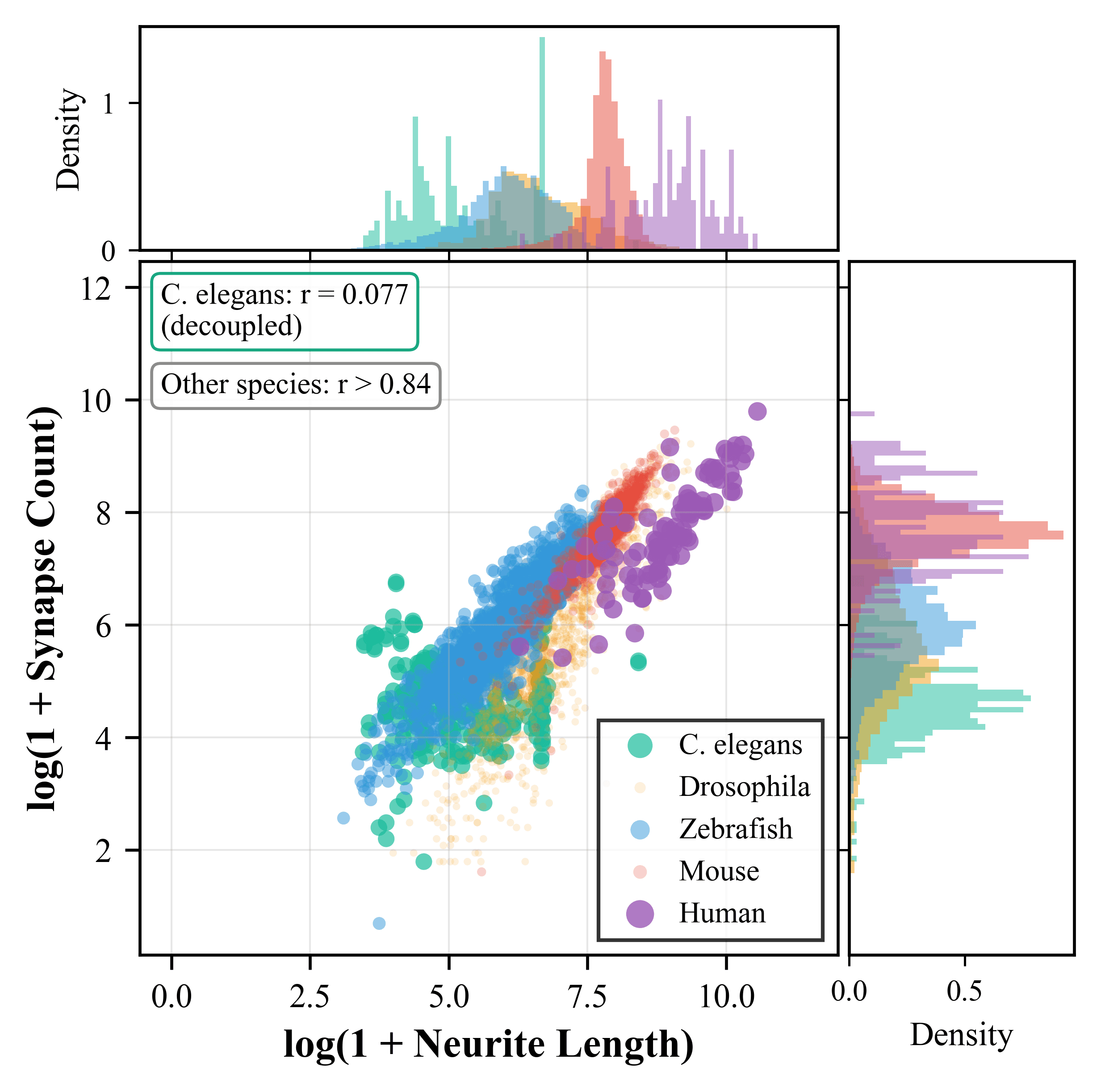 Scatter plot of neurite length versus synapse count across five species.